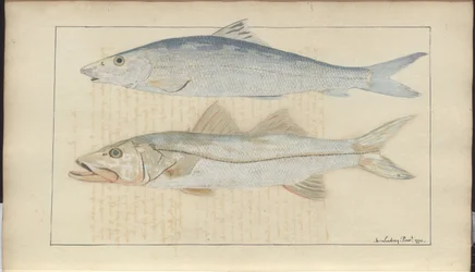 Lindsay-Zeichnungen Bd. VII