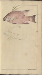 Lindsay Zeichnungen Vol. VII