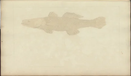 Lindsay-Zeichnungen Bd. VII, 22