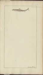Lindsay Zeichnungen Vol. VII, 23