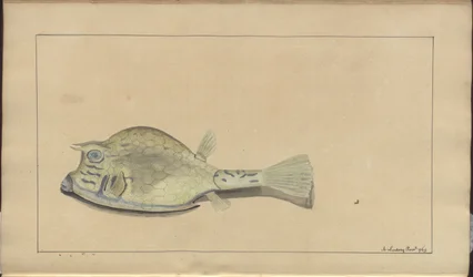 Lindsay Zeichnungen Bd. VII, 25