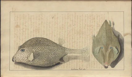 Lindsay Zeichnungen Vol. VII, 26