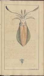 Lindsay Zeichnungen Vol. VII, 29