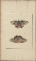 Lindsay-Zeichnungen Bd. VI