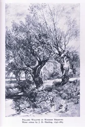 Holzfäller am Rande des Windsor Forest, Nature in Britain, veröffentlicht von Collins