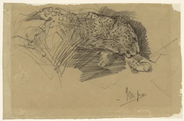 Studien eines Leoparden