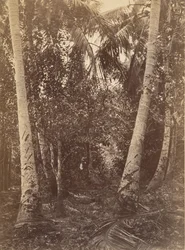 Tropische Landschaft, Wald in der Nähe von Turbo, 1871