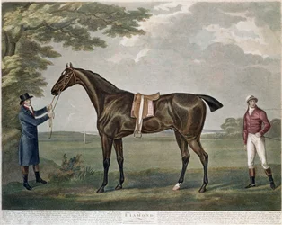 Das Rennpferd Diamond, ca. 1799