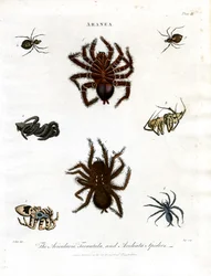 ARANEA: Avicularia; Tarantel und Aculeata Spinnen