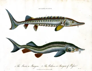 Accipenser: Störarten