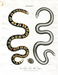 Amphisbaena: Die Fuliginosa und Alba Schlangen