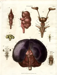 Anatomische Illustrationen von Gehirn und Nervensystem (Tafel 6)