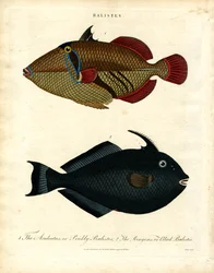 Balistes: Drückerfisch