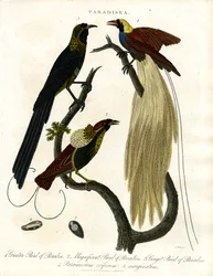 Paradiesvögel (Paradisea)