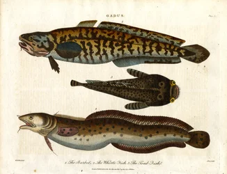 Quappe; Wittling und Krötenfisch