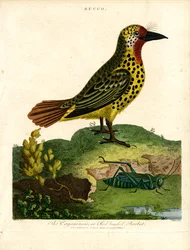 Cayenne-Bartvogel (Bucco)