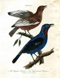 Seidenschwänze (Ampelis)