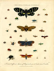 Chrysomela; Zikade und Cicindela