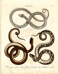 Coluber: Drei Arten von Vipern