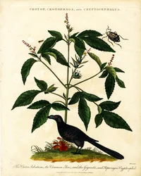 Croton; Crotophaga; und Cryptocephalus