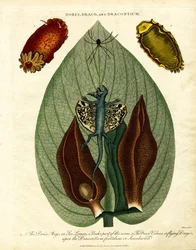 Doris;Draco;und Dracontium