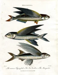 Exocoetus: Fliegender Fisch