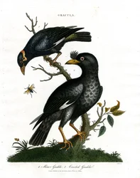 Grackeln - Kleine Grackel und Haubengrackel