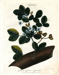 Guaiacum officinale – Lignum Vitae