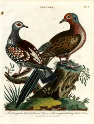 Guineatauben und Taube (Columba)