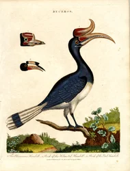 Hornvogelarten mit Schnabeldetails