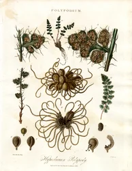 Hyperboreischer Tüpfelfarn - Farne der Gattung Polypodium