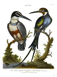 Eisvögel (Alcedo): Indischer gefleckter Eisvogel und Paradies-Jacamar