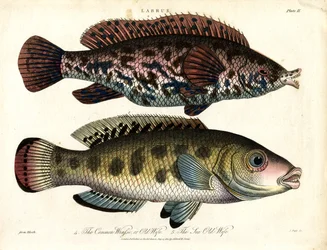 Labrus: Gemeiner Lippfisch und Meerlippfisch