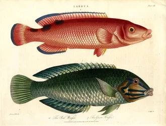 Labrus: Roter Lippfisch und Grüner Lippfisch