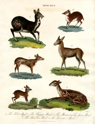 Moschus: Verschiedene Arten von Moschustieren