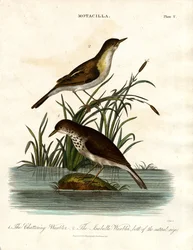 Motacilla: Schwatzender Sänger und Isabellasänger