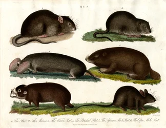 Mus: Illustration verschiedener Nagetiere der Gattung Mus
