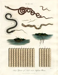 Nais - Wasserorganismen und Napiers Stäbe