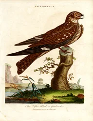 Nachtschwalbe (Caprimulgus)