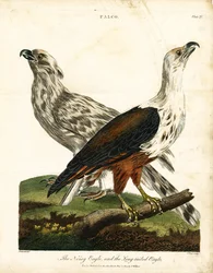Lärmender Adler und Langschwanzadler