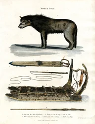 Nordpol: Arktischer Hund und Jagdausrüstung