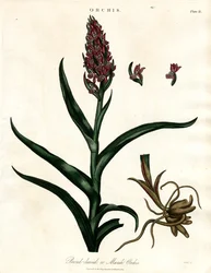 Orchideen: Breitblättrige oder Sumpf-Orchis