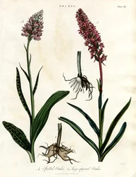 Orchideen: Gefleckte und Langspornige Orchis