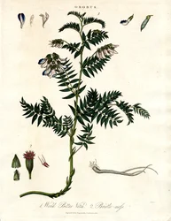 Orobus - Bittere Wicke und Borstenmoos