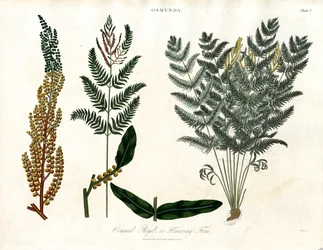 Osmunda