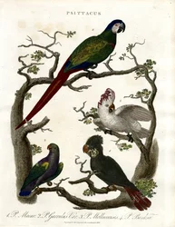 Papageien (Psittacus)