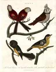 Parus: Meisen und Pariden