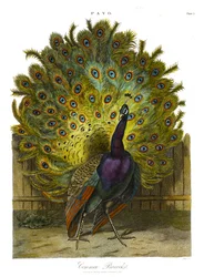 Pavo: Gemeiner Pfau