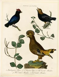 Pfeffervögel und Manakins