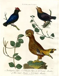 Pfefferpflanzen und Manakins